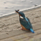 カワセミとザリガニ
