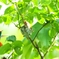 ハチドリの子育て Hummingbird nurturing.
