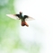 飛翔するハチドリ Hummingbird flying