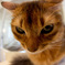 stare a cat