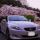 桜とLexus IS