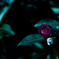 山茶花