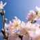 Flower of hope