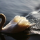 Swan’s comet