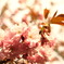 八重桜