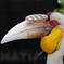 コウノ鳥