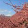 松田ハーブガーデンの河津桜