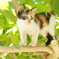 木のぼり子猫