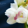 lovefavorite_382