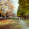 autumn