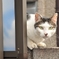突然出会った猫
