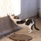 ねこの爪研ぎ