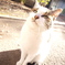 ねこ　しろたま