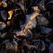 Dead leaves decorate.