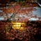冬紅葉に誘われて