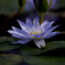 Symphony blue
