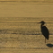 鳴りを潜める影
