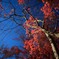 紅葉の紅葉（もみじのこうよう）