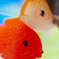 ニセ金魚