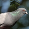 土鳩