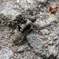 Big ant