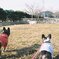 犬とヤギ