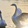 SWAN