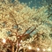 夜桜