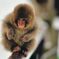 snow_monkey11