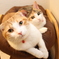 居間の猫たち