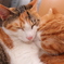 猫だんご