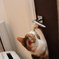 ドアノブの開け方