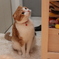 猫とおもちゃ箱