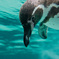 ペンギンは男前