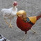 鳥撮り