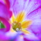 冬の花壇