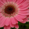 ピンクガーベラ