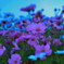 cosmos