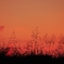 夕暮れの草