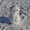 雪だるま