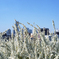 img081_re2