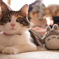 トトロと猫