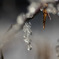雪の花