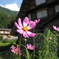 白川郷 【2010/08】