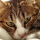 猫のロコ2