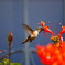 hummingbird１