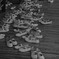 sng_20100612_028