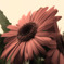 gerbera_1