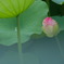 極楽浄土