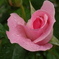 薔薇